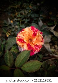 A Flower of Photography,Flower of Rose,Photoshot of natural rose flower