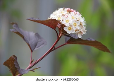 Flower Of Physocarpus Opulifolius Diabolo