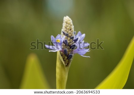 Flower of a pickerelweed plant, Pontederia cordata