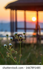 Flower At Pilot Knob Gazebo, Lake George