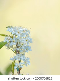 The flower of the Pin Cherry tree, Prunus Pensylvanica.