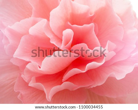 Flower pink color close-up. Background.