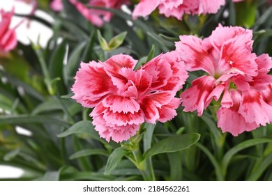 Flower Of Pink Dianthus Plant