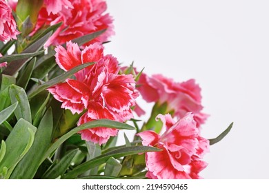 Flower Of Pink Dianthus Plant