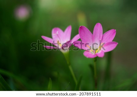 flower pink in the garden