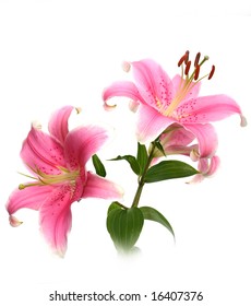 flower of a pink lily on a white background