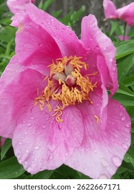 flower, pink, nature, plant, garden, flora, rose, bloom, blossom, petals, purple, spring, flowers, summer, hibiscus, petal, floral, beauty, macro, leaves, pollen, close-up, closeup, beautiful
