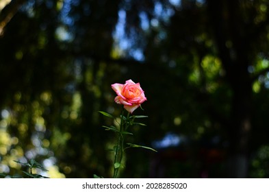 Flower with pink petals and green leaves  and Yongnuo 50 f1.8 lens bokeh  with Nikon D5100