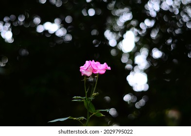 Flower with pink petals and green leaves, photo with Yongnuo 50mm f1.8 lens