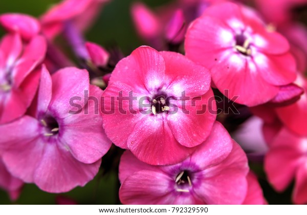 Flower Pink Phlox Growing Summer Garden Royalty Free Stock Image