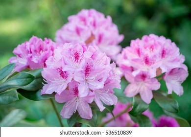 Flower Pink Rhododendron