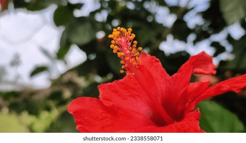 flower pistil or stigma  of a red flower in the garden