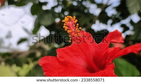 flower pistil or stigma  of a red flower in the garden