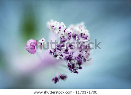 Lavender, blossom Summer