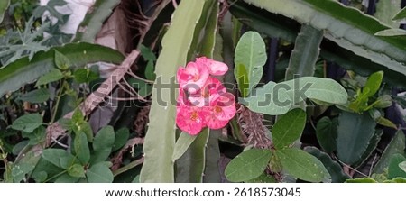 Flower, Plant, Bandung, West Java, Indonesia