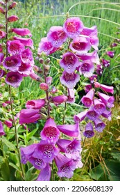 Flower Plant Botany Petal Digitalis Terrestrial Plant