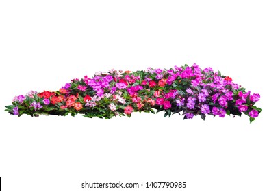  Flower Plant Bush Tree Isolated With Cliping Path On White Background