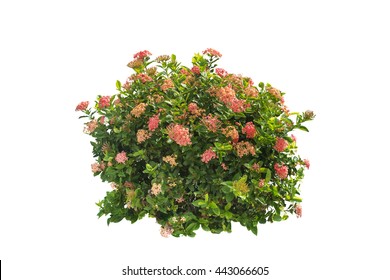 Flower Bush Images, Stock Photos & Vectors | Shutterstock