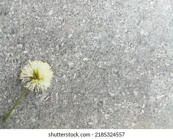 A flower of plant called "pete cina" in Bahasa Indonesia. photo taken in a day with gray sand ceramic tile as a background 