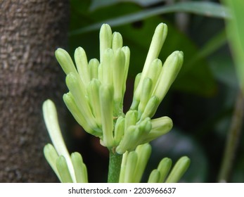 The flower of the plant Dracaena trifasciata, a species of flowering plant in the Asparagaceae family. Known for the snake plant, Saint George's sword, mother-in-law's tongue, and viper bowstring hemp