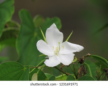 Mandaram Flower