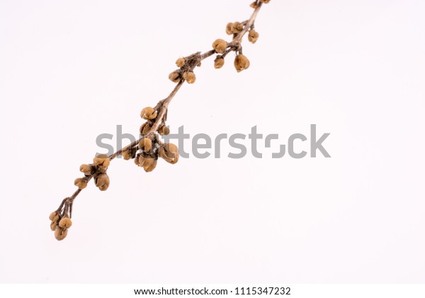 A Flower plant on a\
white background