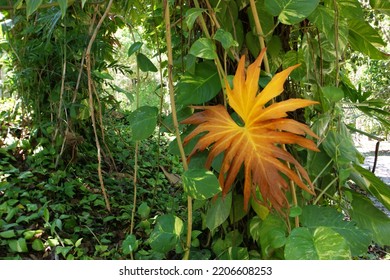 Flower Plant Petal Terrestrial Plant Flowering Plant Annual Plant