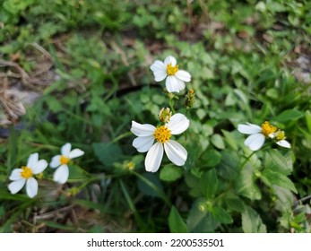 Flower Plant Petal Terrestrial Plant Grass Groundcover