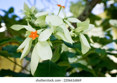 Flower Plant Petal Terrestrial Plant Sky Flowering Plant