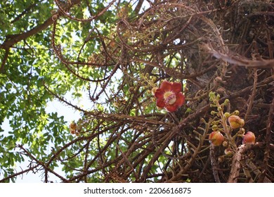 Flower Plant Petal Twig Tree Terrestrial Plant