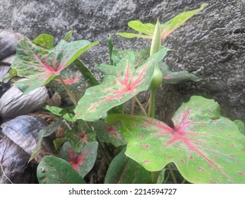 Flower Plant - Photography - Small Aperture