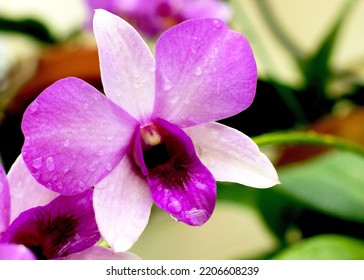 Flower Plant Purple Petal Terrestrial Plant Magenta