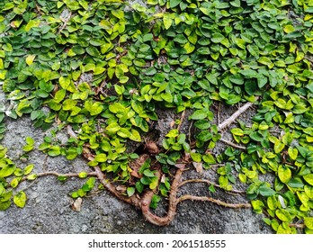 Flower Plant Vines On Green Leafy Wall