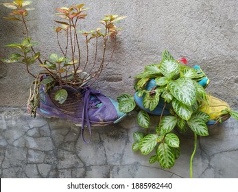 Flower Planted In Old Basketball Shoes