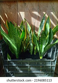 Flower Plants In Pots Made From Used Tv