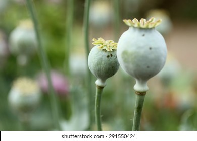 Flower pods of a poppy plant in a garden.