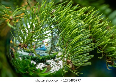 Flower - POINSETTIA WISHES, Scots Pine (Pinus Sylvestris) Close Up View. Christmas Tree Display.