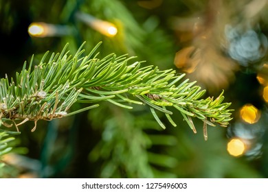 Flower - POINSETTIA WISHES, Scots Pine (Pinus Sylvestris) Close Up View. Christmas Tree Display.