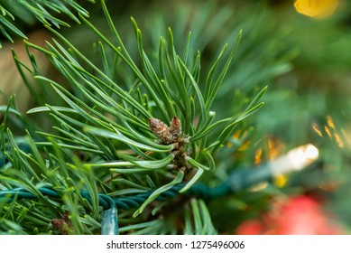 Flower - POINSETTIA WISHES, Scots Pine (Pinus Sylvestris) Close Up View. Christmas Tree Display.