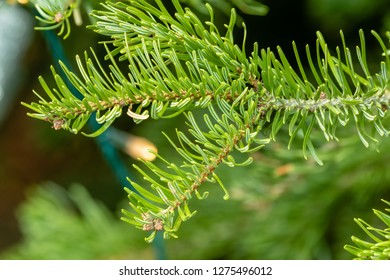 Flower - POINSETTIA WISHES, Scots Pine (Pinus Sylvestris) Close Up View. Christmas Tree Display.