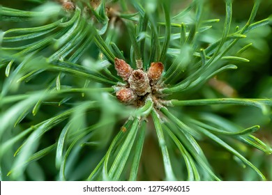 Flower - POINSETTIA WISHES, Scots Pine (Pinus Sylvestris) Close Up View. Christmas Tree Display.