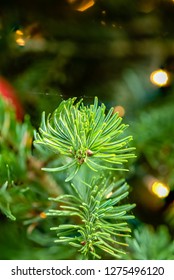 Flower - POINSETTIA WISHES, Scots Pine (Pinus Sylvestris) Close Up View. Christmas Tree Display.