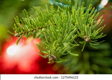 Flower - POINSETTIA WISHES, Scots Pine (Pinus Sylvestris) Close Up View. Christmas Tree Display.