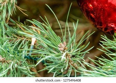 Flower - POINSETTIA WISHES, Scots Pine (Pinus Sylvestris) Close Up View. Christmas Tree Display.