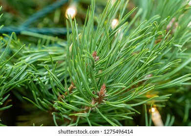 Flower - POINSETTIA WISHES, Scots Pine (Pinus Sylvestris) Close Up View. Christmas Tree Display.