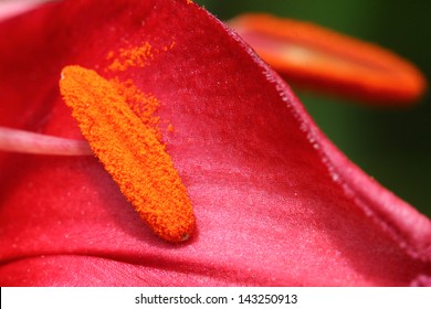 Flower Pollen