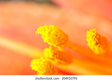 Flower pollen macro