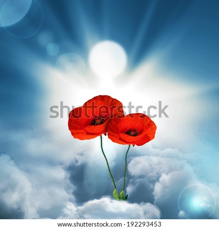 Image, Stock Photo Clapping poppies backlit under sunny sky