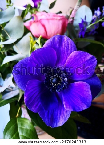 Flower of poppy anemone (Anemone coronaria, Spanish marigold, windflower) with purple with pink shades petals and shiny black center framed by dark stamens, in background of other flowers in bouquet