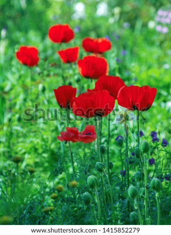 Similar – Wiesenblumen Klatschmohn